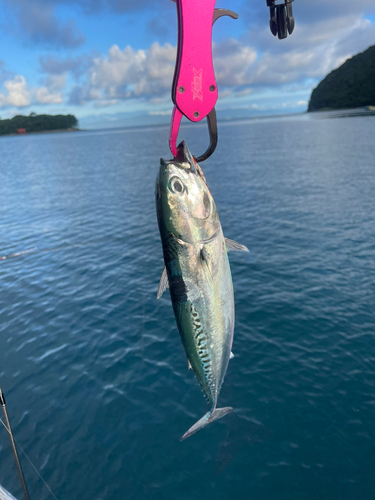 マルソウダの釣果