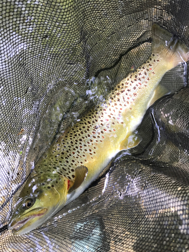 ブラウントラウトの釣果