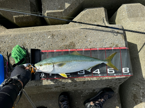 イナダの釣果