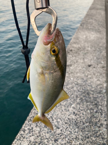 ショゴの釣果