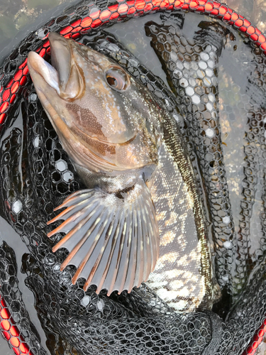 アイナメの釣果