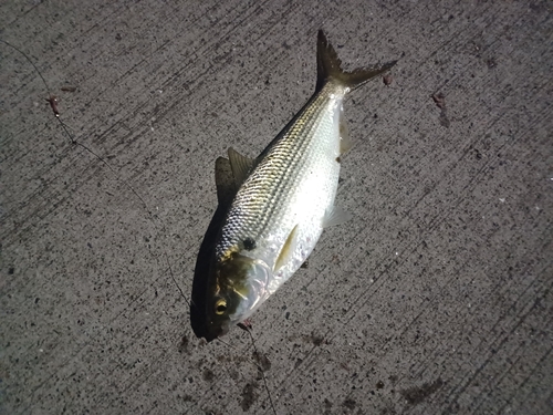 コノシロの釣果