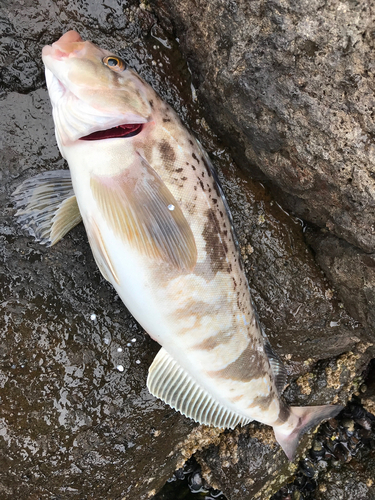 ホッケの釣果