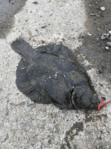 カレイの釣果