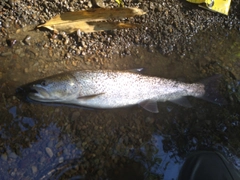 イトウの釣果