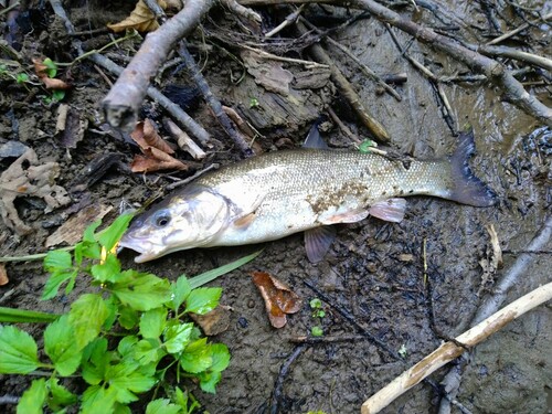 エゾウグイの釣果