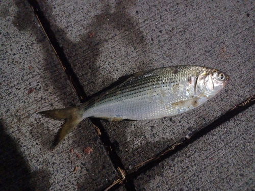 コノシロの釣果