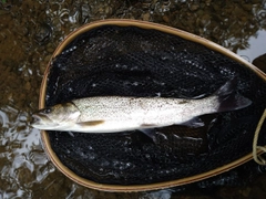 イトウの釣果