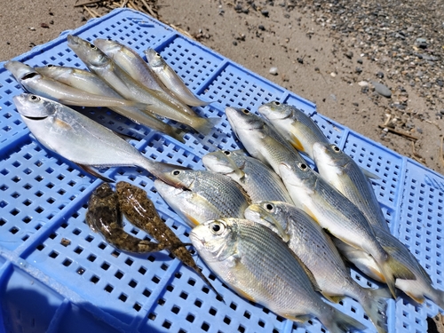 キスの釣果