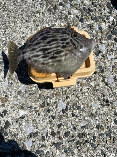 カワハギの釣果