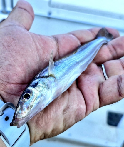 キスの釣果