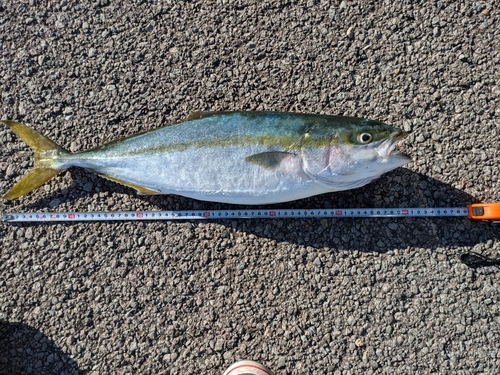 イナダの釣果