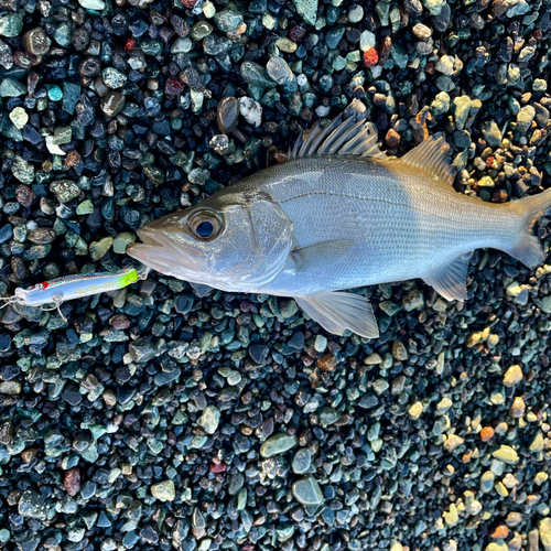 セイゴ（ヒラスズキ）の釣果