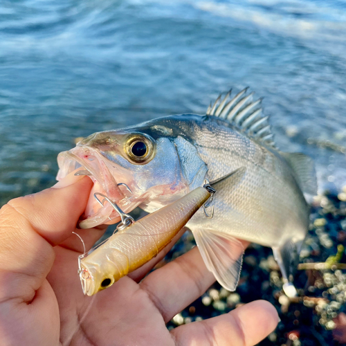 セイゴ（ヒラスズキ）の釣果