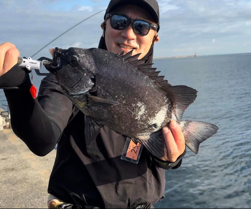 イシダイの釣果