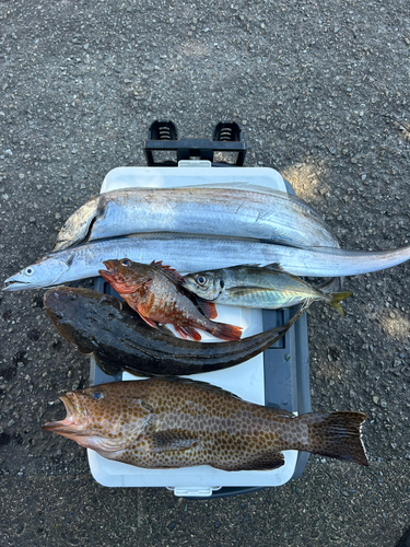 フグの釣果