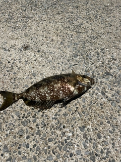 アイゴの釣果