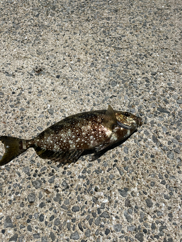 アイゴの釣果