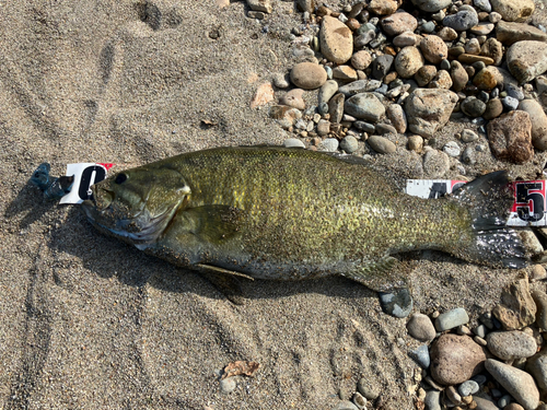 スモールマウスバスの釣果