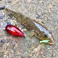 マハゼの釣果