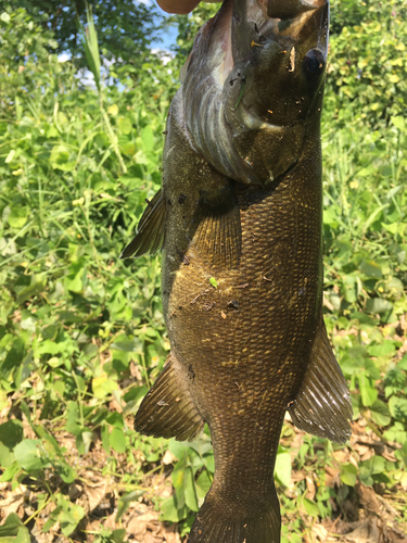 スモールマウスバスの釣果