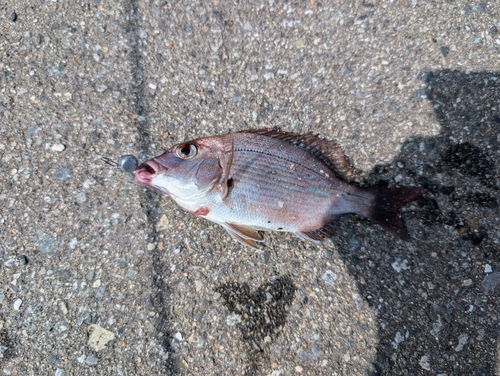 タイの釣果