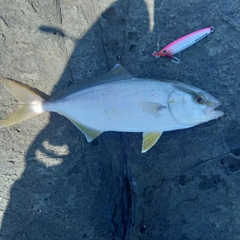 ショゴの釣果