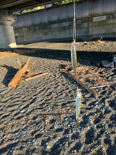 ウルメイワシの釣果