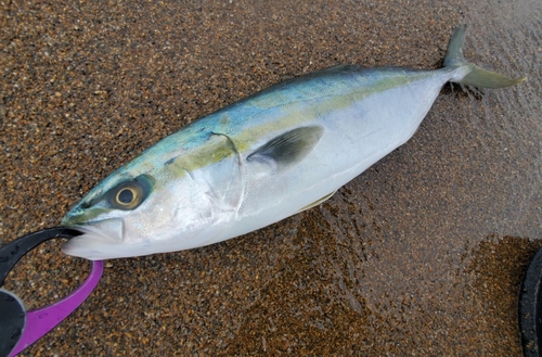 ハマチの釣果