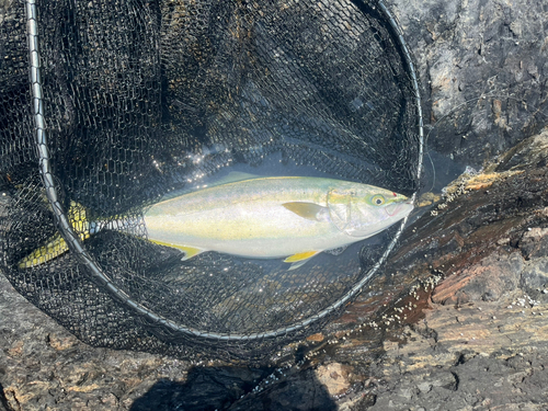 ヤズの釣果