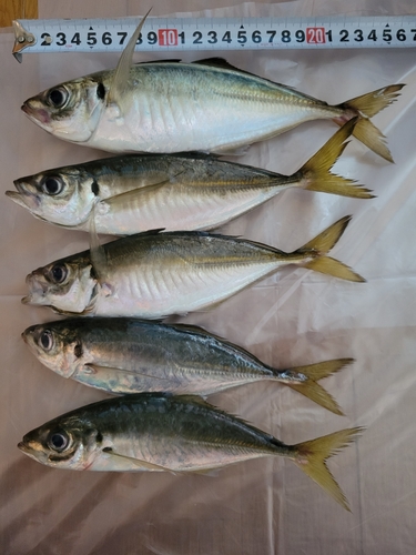 アジの釣果