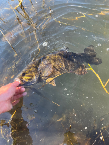 スモールマウスバスの釣果