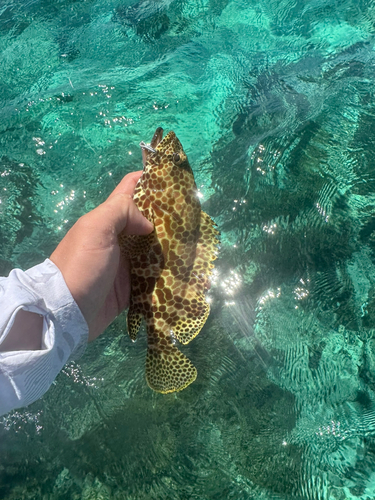 沖縄本島近海