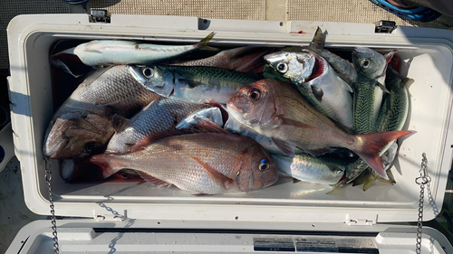 マダイの釣果