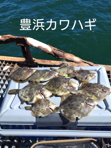 カワハギの釣果