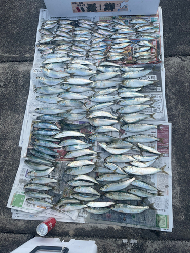 カタボシイワシの釣果