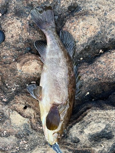 クエの釣果