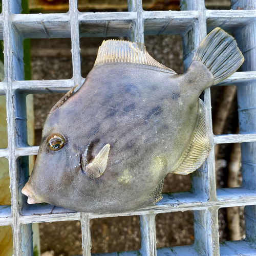 カワハギの釣果