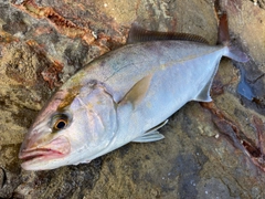 ショゴの釣果