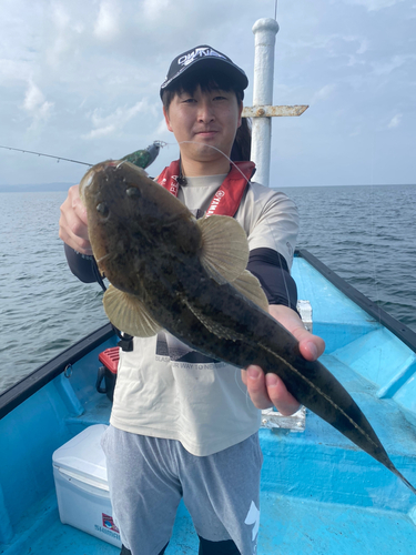 マゴチの釣果