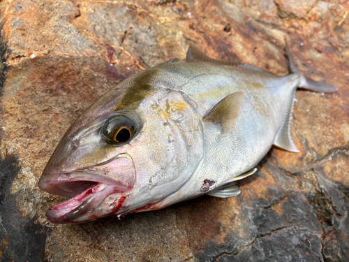 ショゴの釣果