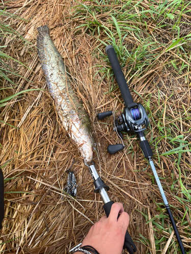 ナマズの釣果