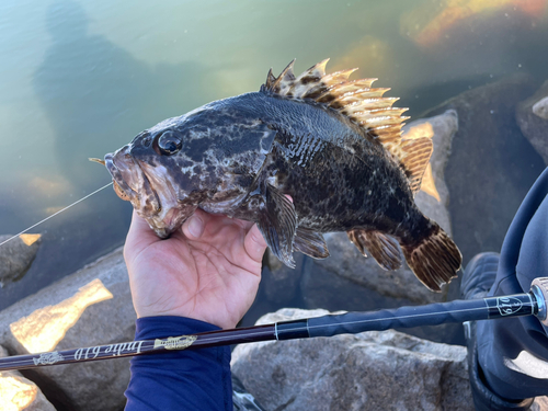 タケノコメバルの釣果