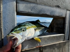 イナダの釣果