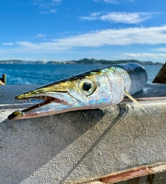 カマスの釣果