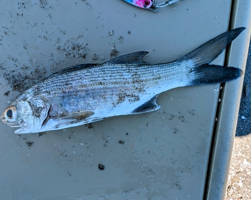 ツバメコノシロの釣果