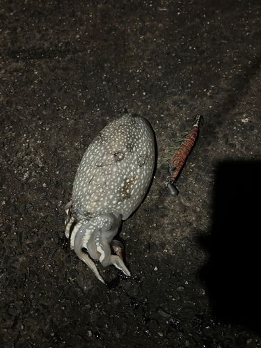 モンゴウイカの釣果