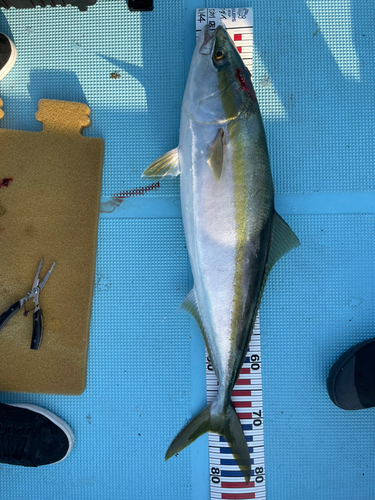 ブリの釣果