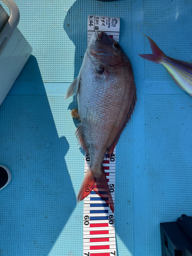 マダイの釣果