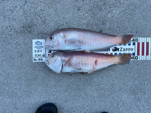 シロアマダイの釣果